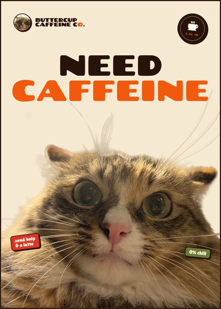 Buttercup coffee brand posters featuring Sarah’s cat